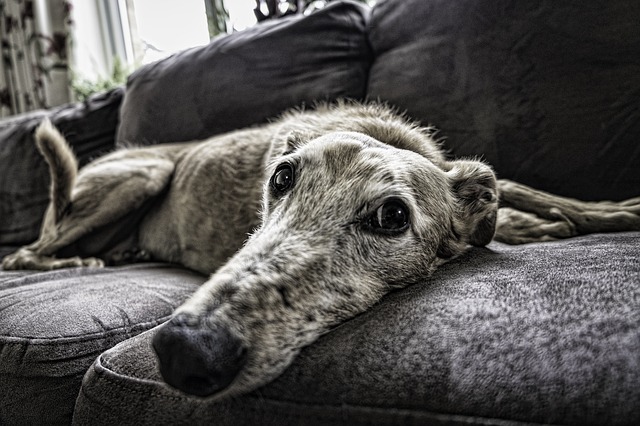Sitting on the Sofa with Style