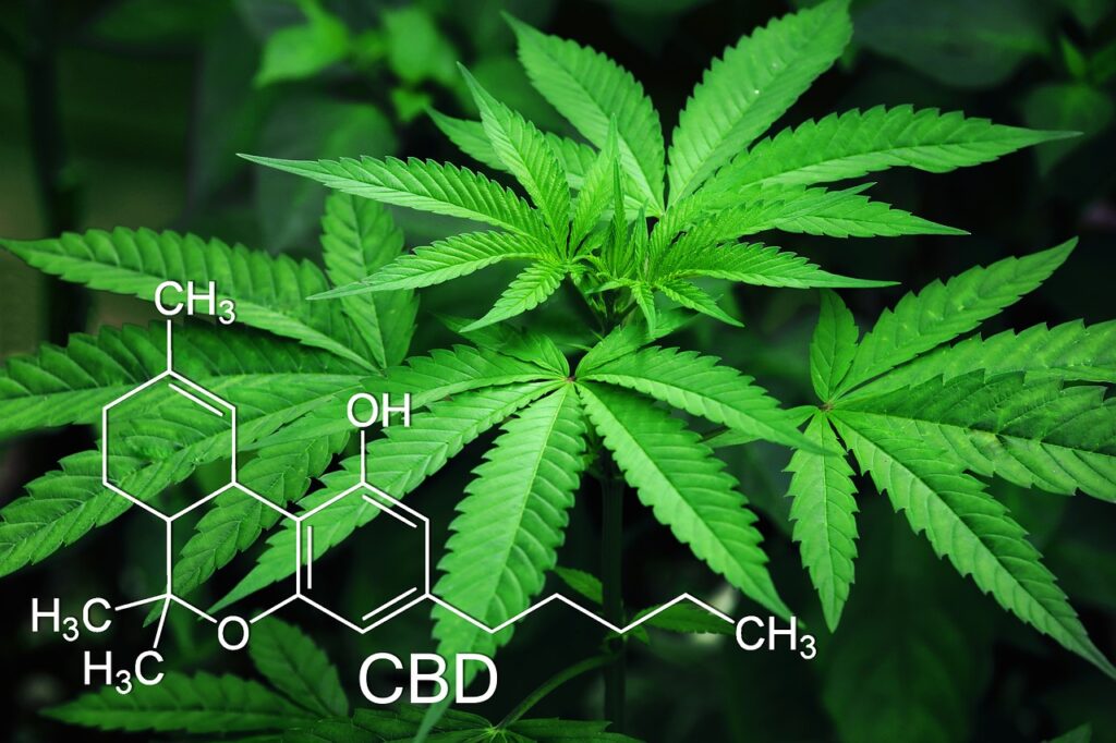Cannabis plant leaves with CBD molecular structure diagram overlaid showing chemical composition