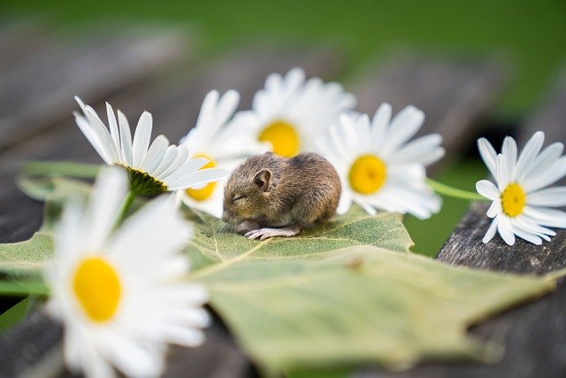 Cell rejuvenation therapy safely reverses aging in mice